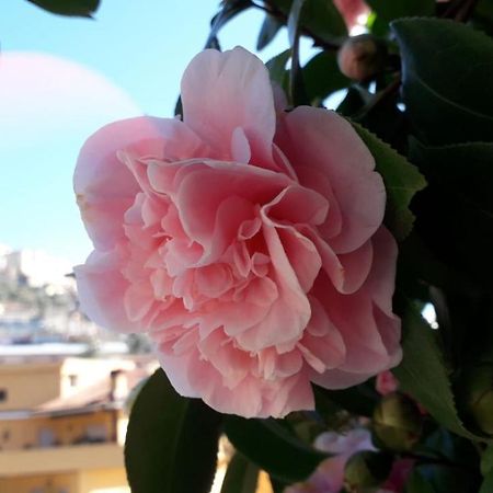 B&B Il Giardino Delle Camelie Palestrina Zewnętrze zdjęcie